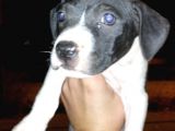 Ne Besliceğini Bilen İnsanlar Yazarsa Sevinirim Pitbull