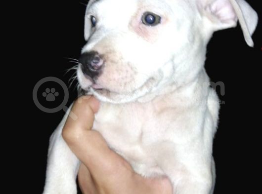 Ne Besliceğini Bilen İnsanlar Yazarsa Sevinirim Pitbull görsel