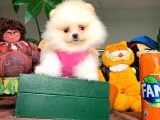 Show Class Secereli Pomeranian Yavrularımız