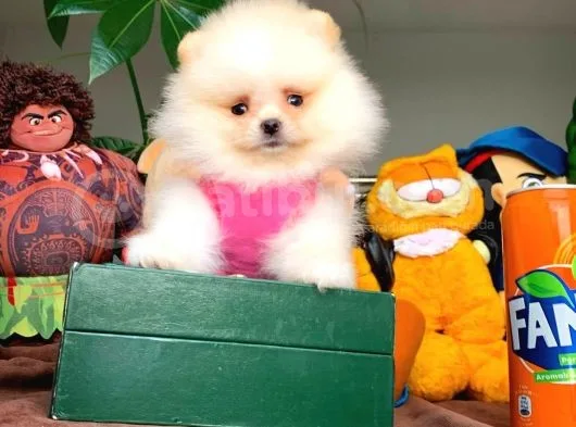 Show Class Secereli Pomeranian Yavrularımız