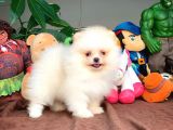 Show Class Secereli Pomeranian Yavrularımız