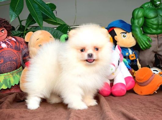 Show Class Secereli Pomeranian Yavrularımız görsel