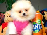 Show Class Secereli Pomeranian Yavrularımız