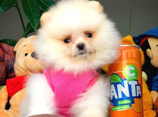 Show Class Secereli Pomeranian Yavrularımız görsel