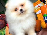 Show Class Secereli Pomeranian Yavrularımız