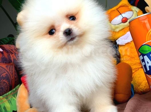 Show Class Secereli Pomeranian Yavrularımız görsel