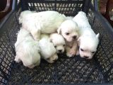 Adanadan Maltese Terrier Yavrular