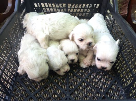 Adanadan Maltese Terrier Yavrular görsel