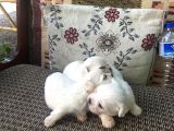 Adanadan Maltese Terrier Yavrular