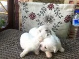 Adanadan Maltese Terrier Yavrular