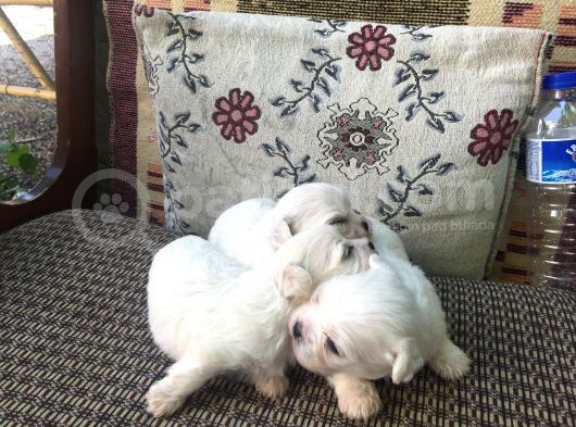 Adanadan Maltese Terrier Yavrular görsel