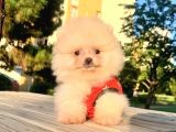 Safkan Ve Sağlıklı Pomeranian Boo Yavrularımız