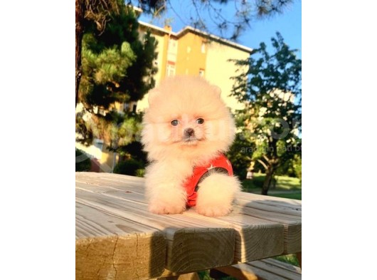 Safkan Ve Sağlıklı Pomeranian Boo Yavrularımız görsel