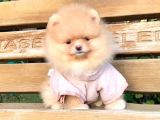 Safkan Ve Sağlıklı Pomeranian Boo Yavrularımız
