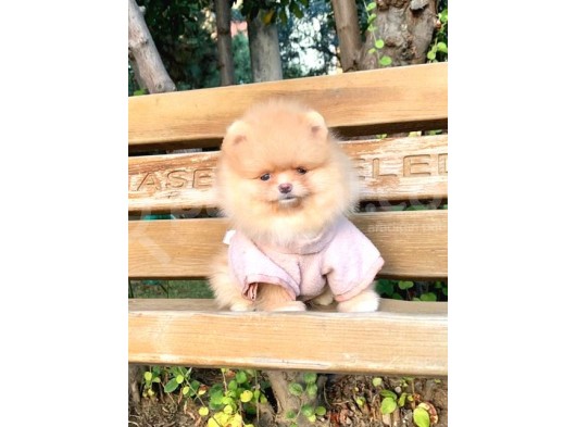 Safkan Ve Sağlıklı Pomeranian Boo Yavrularımız görsel