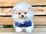 Safkan Ve Sağlıklı Pomeranian Boo Yavrularımız