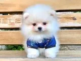 Safkan ve Sağlıklı Pomeranian Boo Yavrularımız