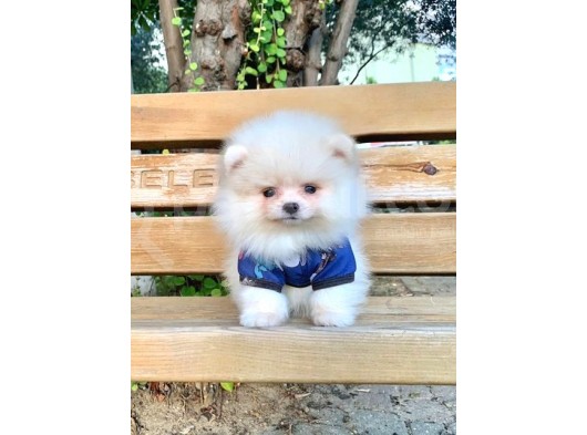 Safkan Ve Sağlıklı Pomeranian Boo Yavrularımız görsel