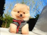 Orjinal Pomeranian Boo Yavrularımız     
