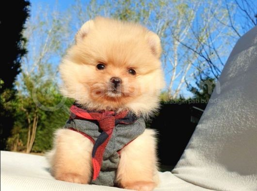 Orjinal Pomeranian Boo Yavrularımız      görsel