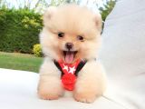Orjinal Pomeranian Boo Yavrularımız     