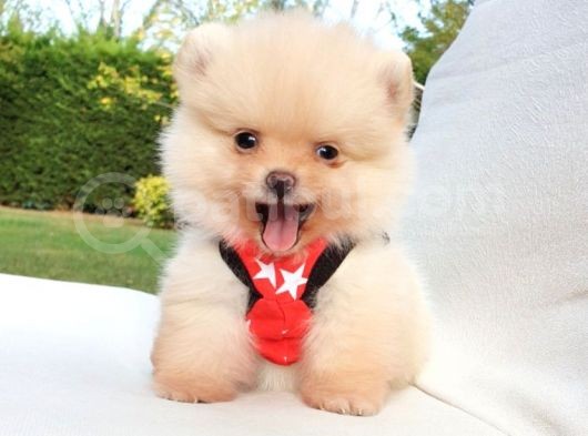 Orjinal Pomeranian Boo Yavrularımız      görsel