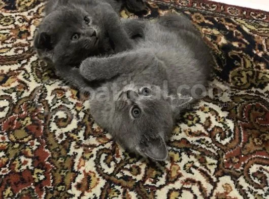 Ev Ortamından Yavrular