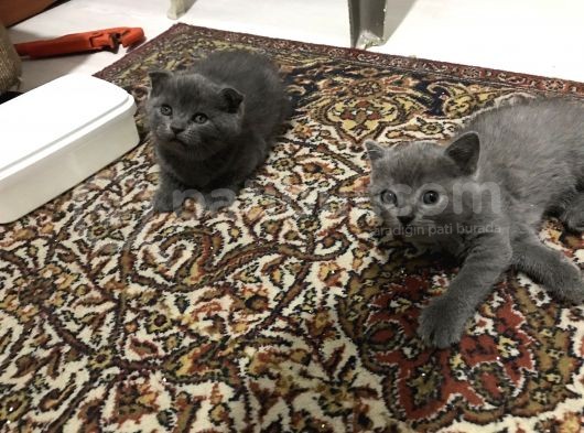 Ev Ortamından Yavrular görsel