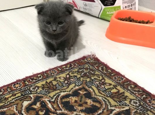 Ev Ortamından Yavrular görsel