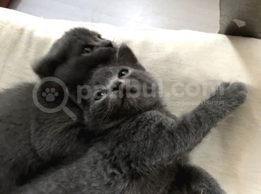 Ev Ortamından Yavrular görsel