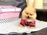 Safkan  ve Sağlıklı Pomeraninan Boo Yavrularımız