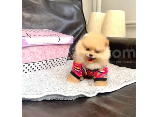 Safkan  Ve Sağlıklı Pomeraninan Boo Yavrularımız