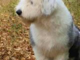 Bobtail 