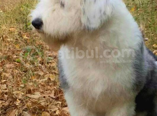 Bobtail  görsel