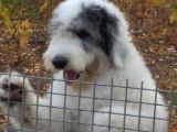 Bobtail 