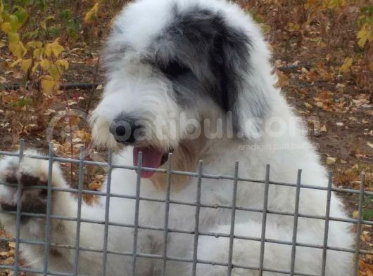 Bobtail  görsel