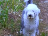 Bobtail 