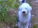 Bobtail 