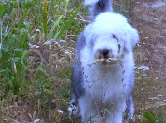 Bobtail  görsel