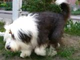 Bobtail 