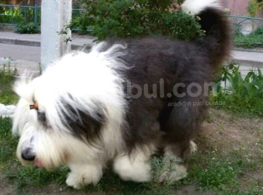 Bobtail  görsel