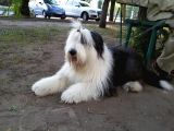 Bobtail 