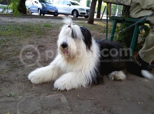 Bobtail  görsel