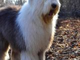 Bobtail 