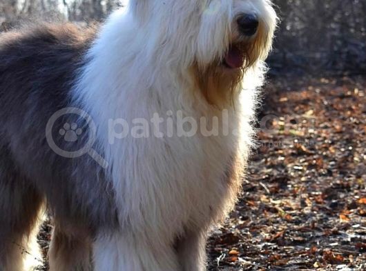 Bobtail  görsel