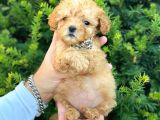 Mini Boy Teacup Poodle Bebeğimiz