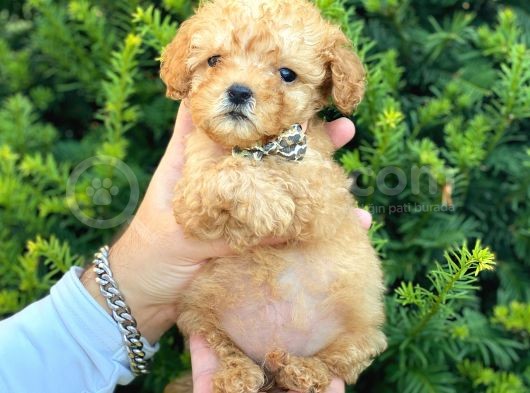 Mini Boy Teacup Poodle Bebeğimiz görsel