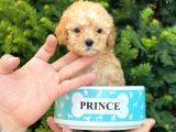 Mini Teacup Poodle Yavrumuz