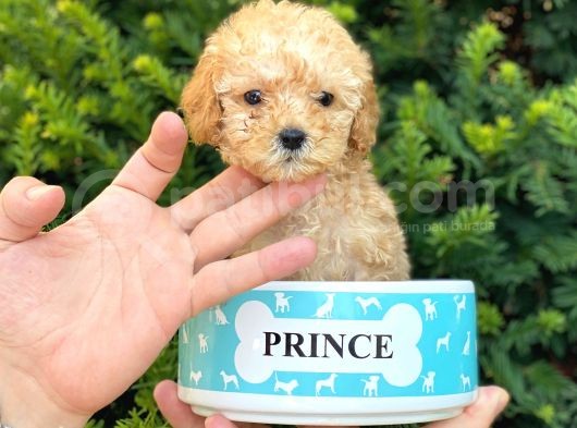 Mini Teacup Poodle Yavrumuz görsel