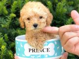 Mini Teacup Poodle Yavrumuz